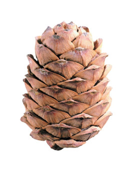 Кедровая шишка с орехами 1 шт.